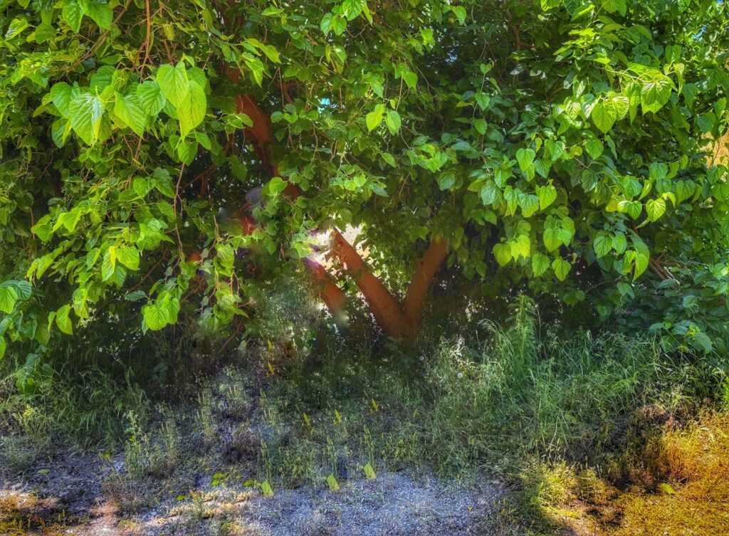 contract,shady tree, Andalusia, Spanish house